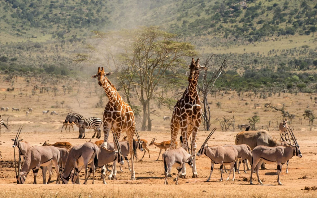 Safari Experiences in Africa