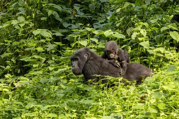 Gorilla trekking in Uganda and Rwanda: An Exclusive Guide